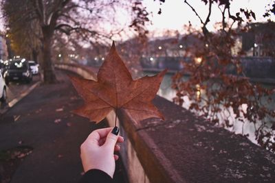 Person holding maple leaves during autumn