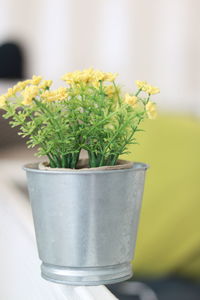 Close-up of potted plant