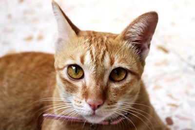 Close-up portrait of cat