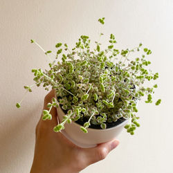 Midsection of person holding plant against white background