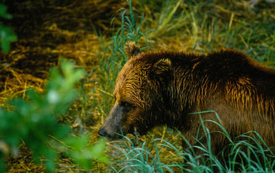 Close-up of brown bear in forest