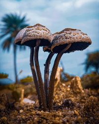 Close-up of mushroom growing on land