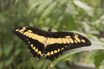 Close-up of butterfly on flower