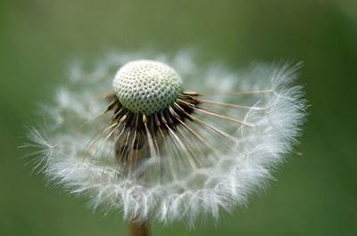 Close-up of dandelion