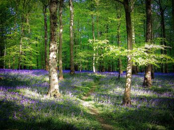 Scenic view of trees in forest