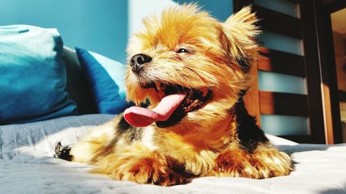 Close-up of dog relaxing on bed at home