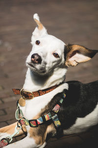 High angle view portrait of dog