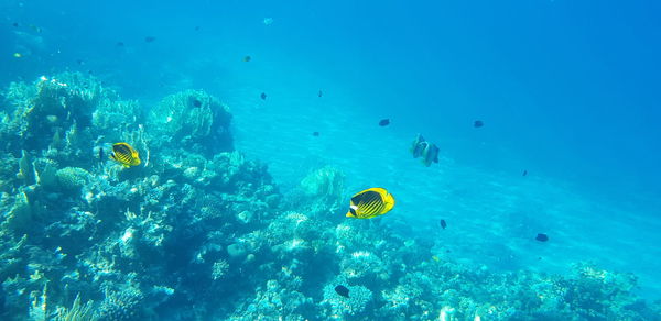 View of fish swimming in sea