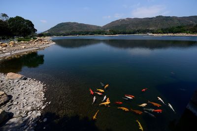 High angle view of fish swimming in lake