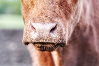 Close-up of cow