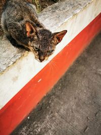 High angle view of a cat drinking water