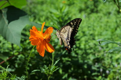 Butterfly on flower