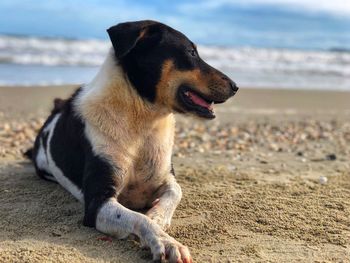 Dog looking away on beach
