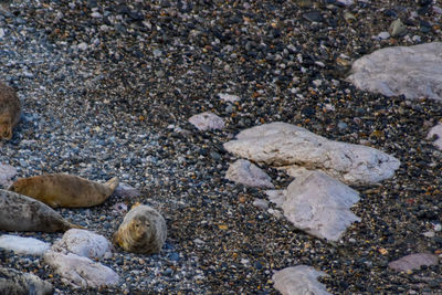 High angle view of crab on beach