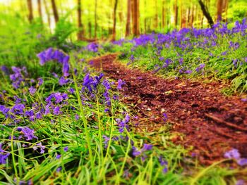 Purple flowers growing in field