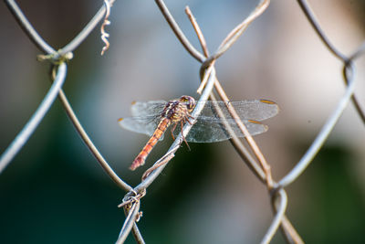 Close-up rear view of dragon fly on fence 