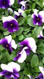 Close-up of purple flowers growing in park