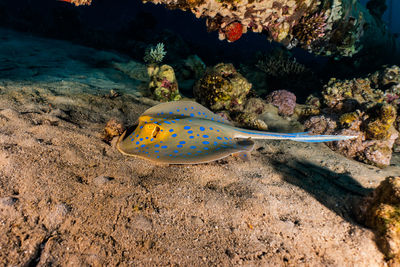 Blue spotted stingray in the red sea - photographed by avner efrati