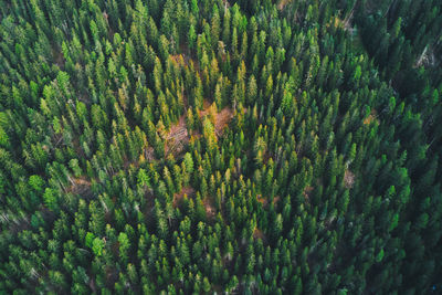 Full frame aerial shot of trees in forest on a steep mountain slope