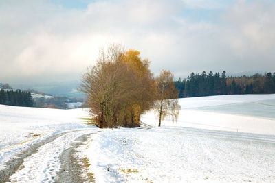 Trees on snow covered field against sky