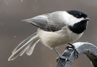 Close-up of bird perching on tree