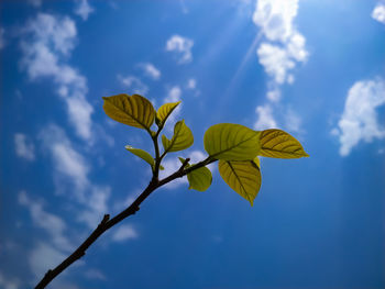 Low angle view of flowering plant against blue sky