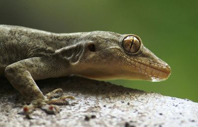 Close-up of lizard