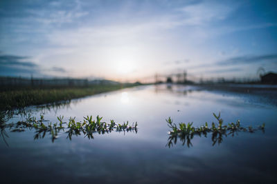 Reflection of plants in lake against sky