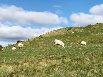 Cows grazing on field against sky