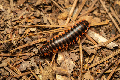 High angle view of insect on land