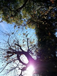 Low angle view of trees in forest against sky