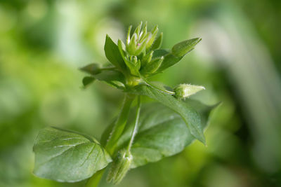 Close-up of fresh green leaves