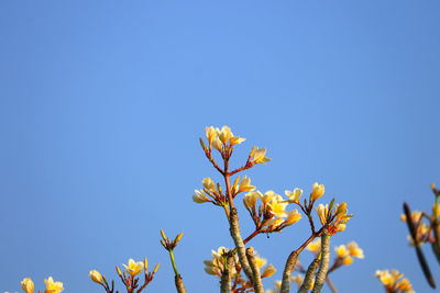 Low angle view of flowering plant against clear blue sky