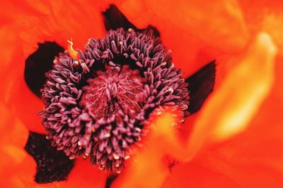 Close-up of red flower