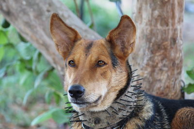 Close-up portrait of a dog