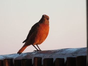 Close-up of bird perching on wood against clear sky