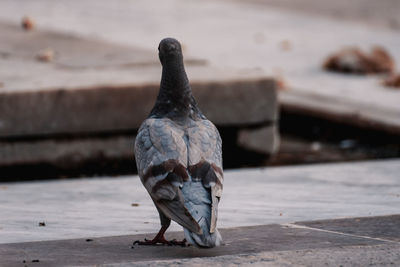 Close-up of pigeon perching on footpath