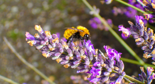 Close-up of bee pollinating on lavender