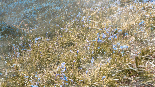 Full frame shot of flowering plants during rainy season