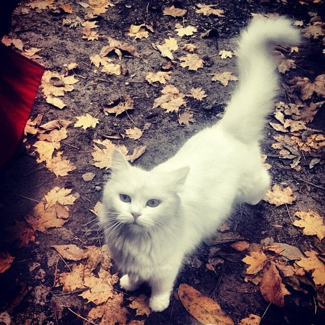 domestic cat, pets, cat, domestic animals, animal themes, one animal, mammal, feline, looking at camera, portrait, high angle view, whisker, white color, alertness, sitting, standing, outdoors, day, no people, relaxation