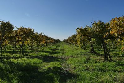 Trees on field against clear sky