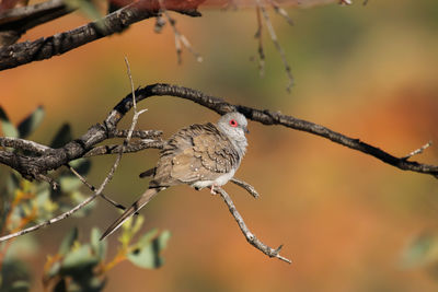 Diamond dove sitting on a branch, kings canyon