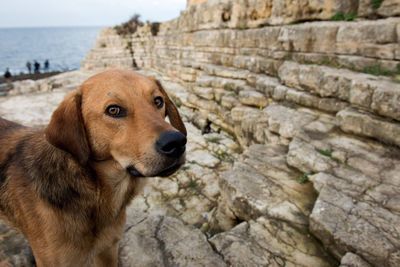 Close-up of goat on rock