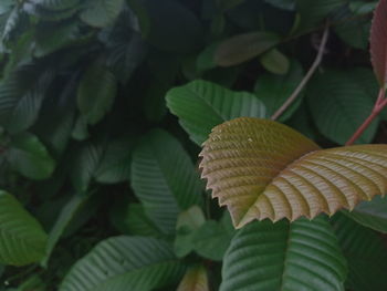 Close-up of fresh green leaves