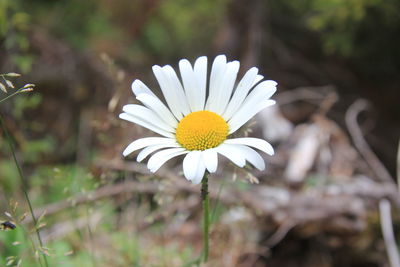 Close-up of white daisy