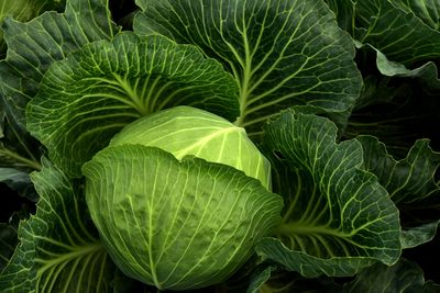 Close-up of fresh green leaves