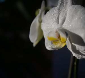 Close-up of wet white flower