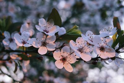 Close-up of cherry blossoms in spring