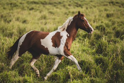 Horse running through a meadow