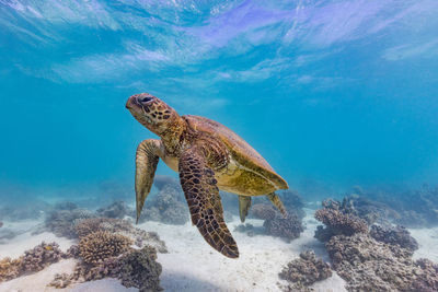 Lizard swimming in sea